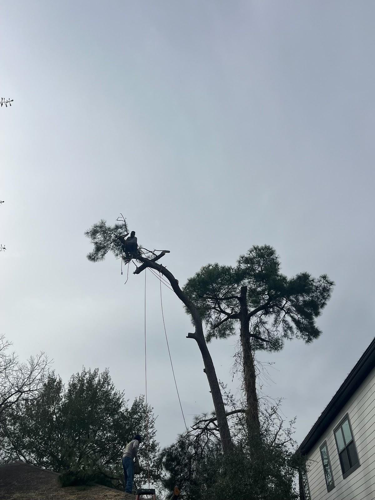 JJ Garcia Professional Tree Service Image