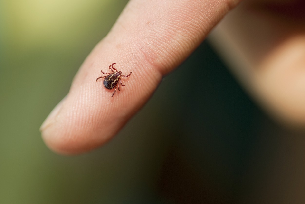 Flea & Tick Control in Shreveport, LA