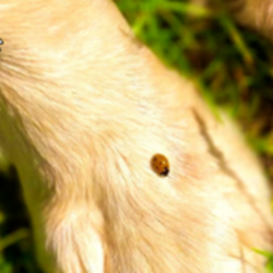 Logo von Hundeschule dogsandyou