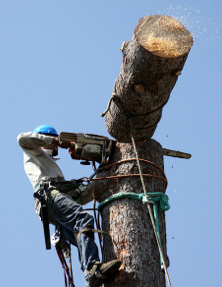 M&M Tree Cutting Inc.