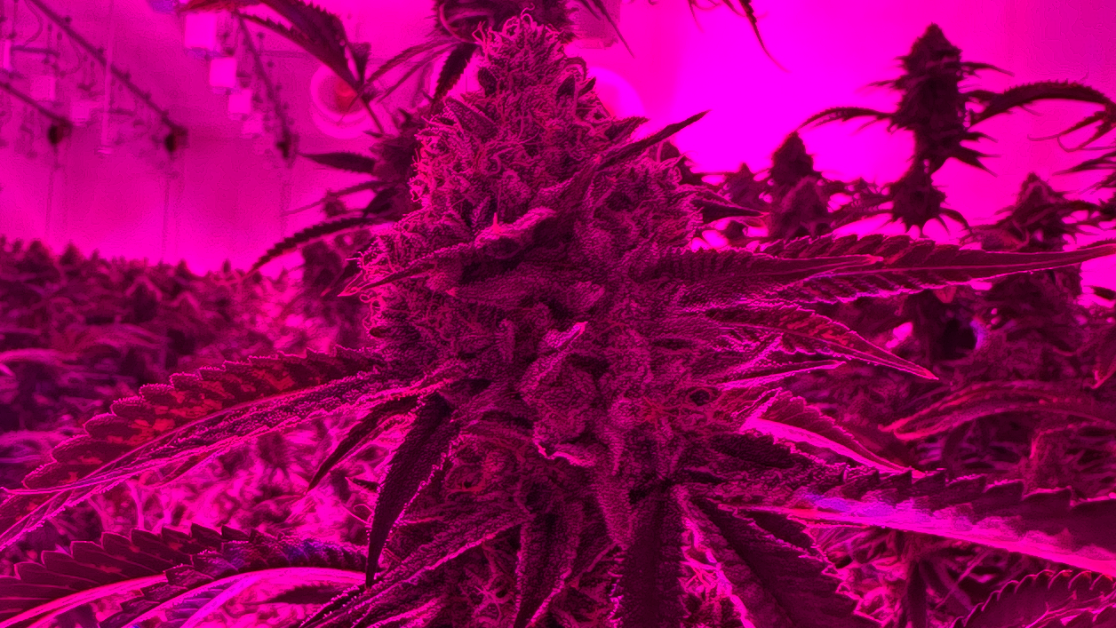 High Culture Celebrity Cannabis Image