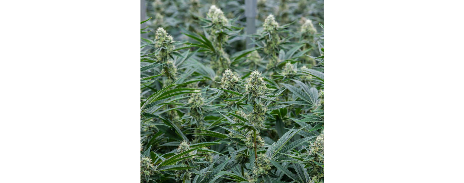 Verona Collective Image