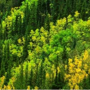 Wynns Mountain Services Logo