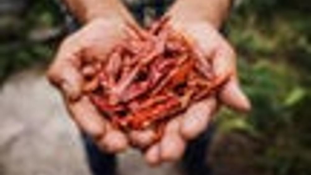 Roja Salsa (Mild)