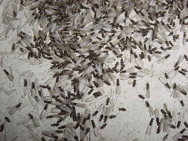 Reliance Pest & Termite Inc. Photo