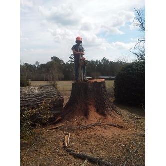 Harville Tree &amp; Stump Logo