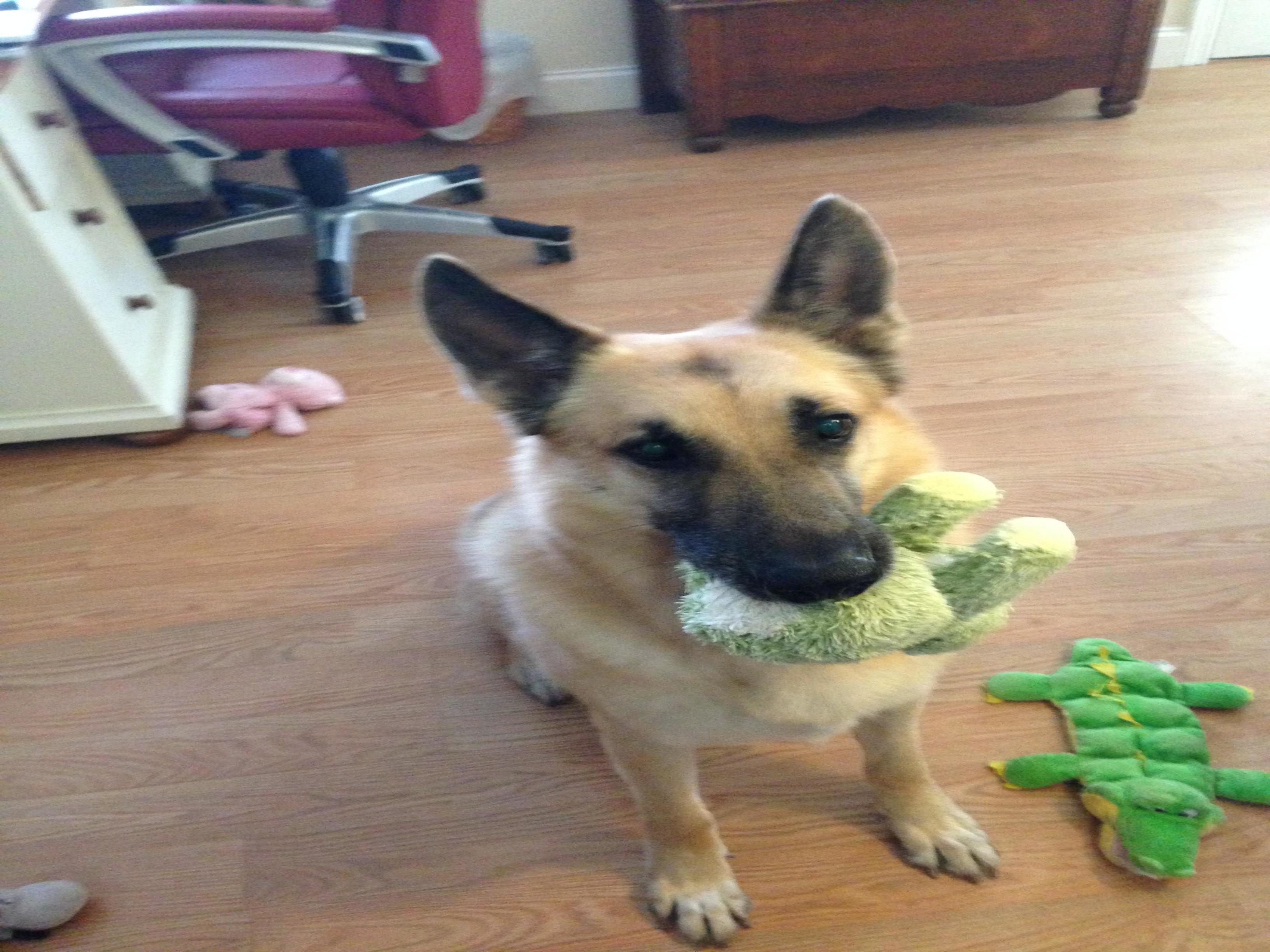 Eastside Critter Sitters Logo