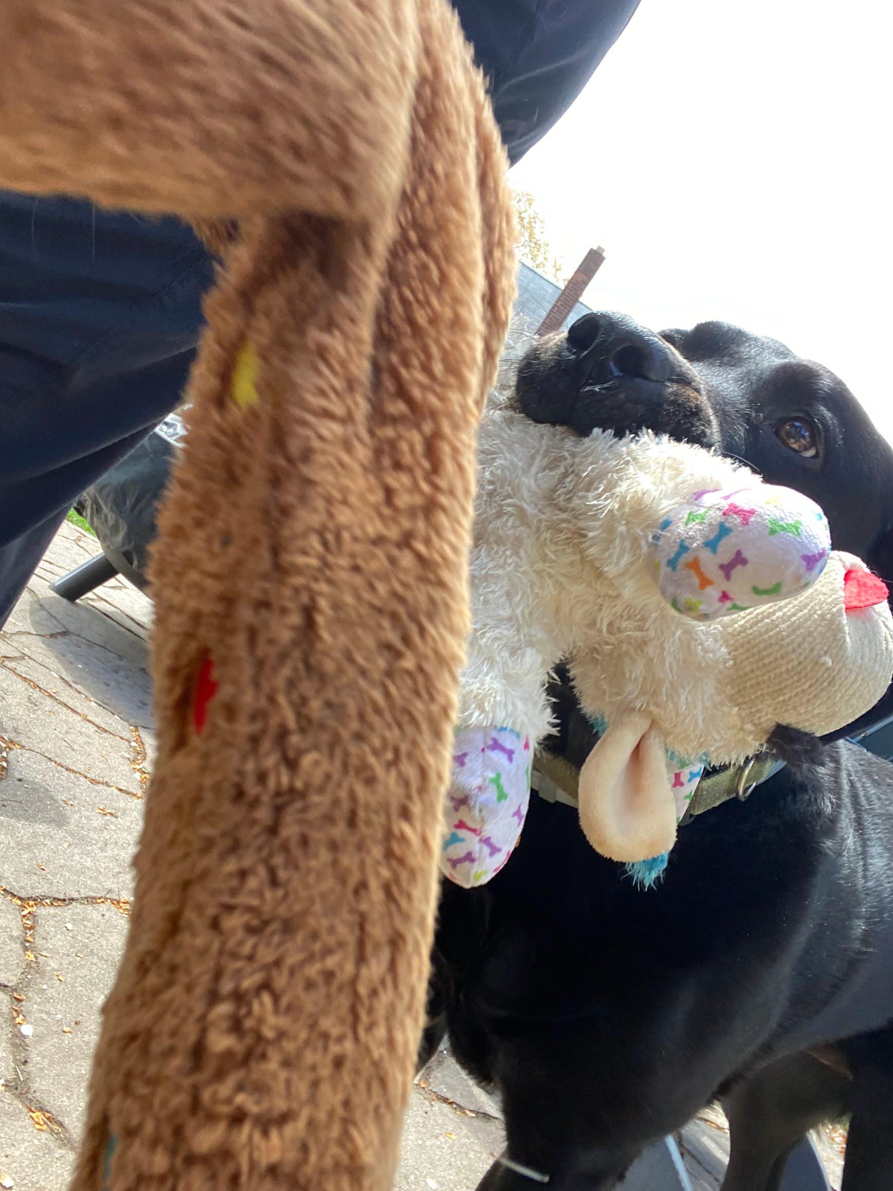 Gali with her lambchop.