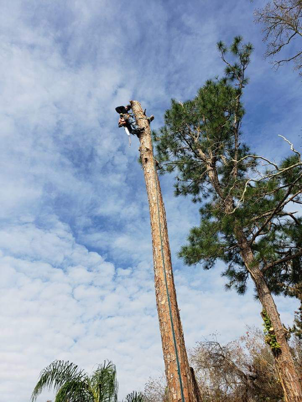 Tree removal