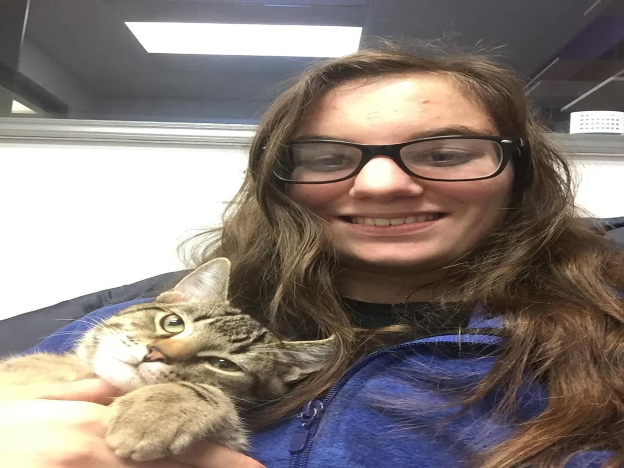 Whiskers on Kittens Boarding Image