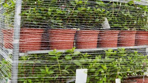 Garden Centres