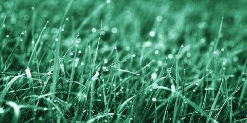 3 Clues You're Overwatering the Lawn