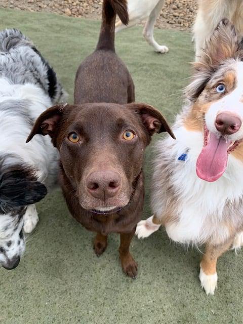 Daisy's Pet Playground Photo