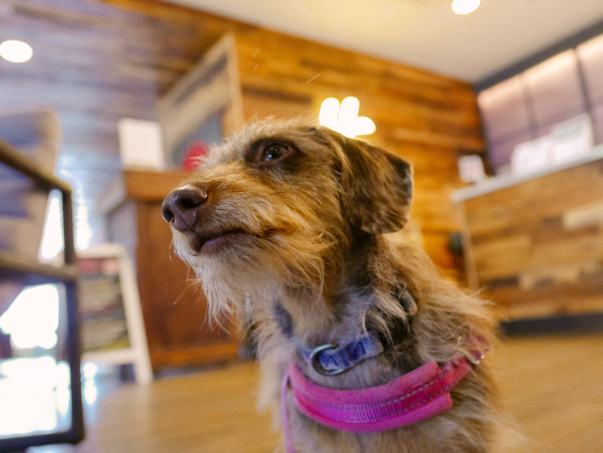 Holiday Inn Estes Park by IHG Image