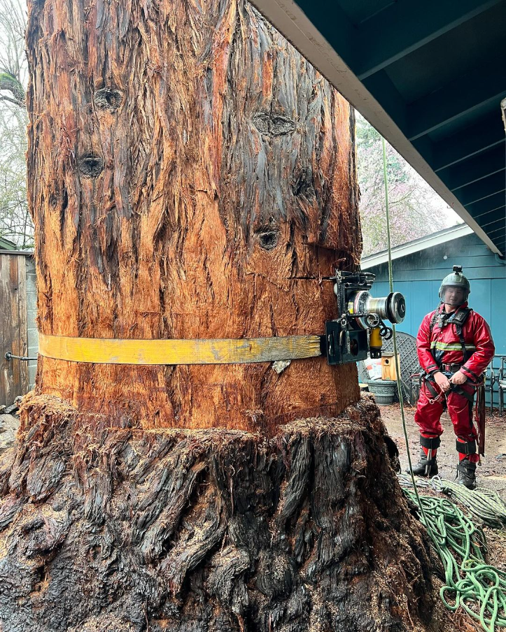 August Hunicke Arborists Inc. Image