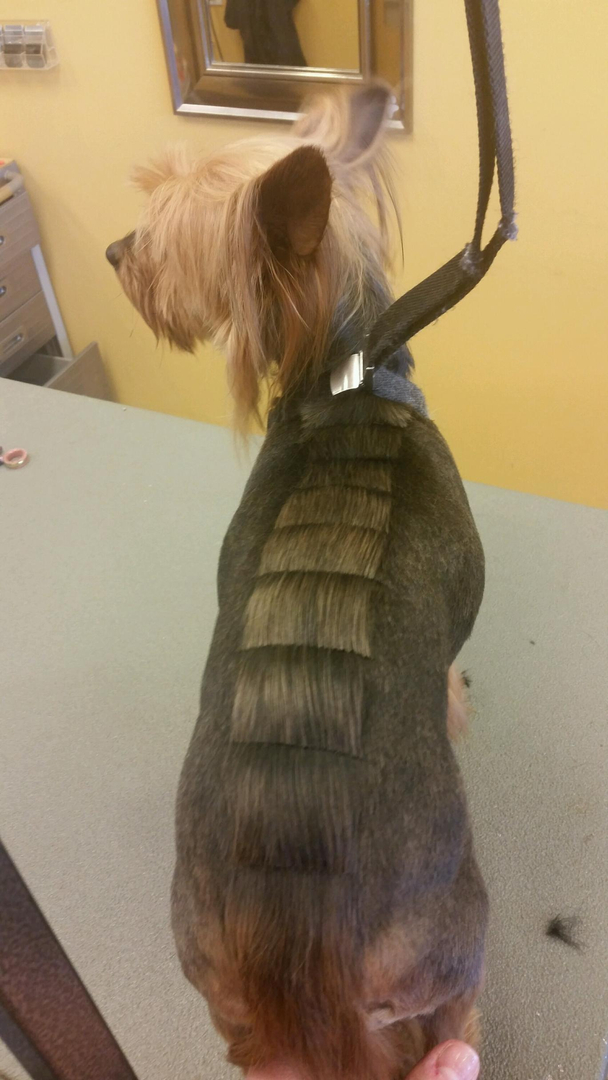 Lather & Leash Dog Grooming Photo