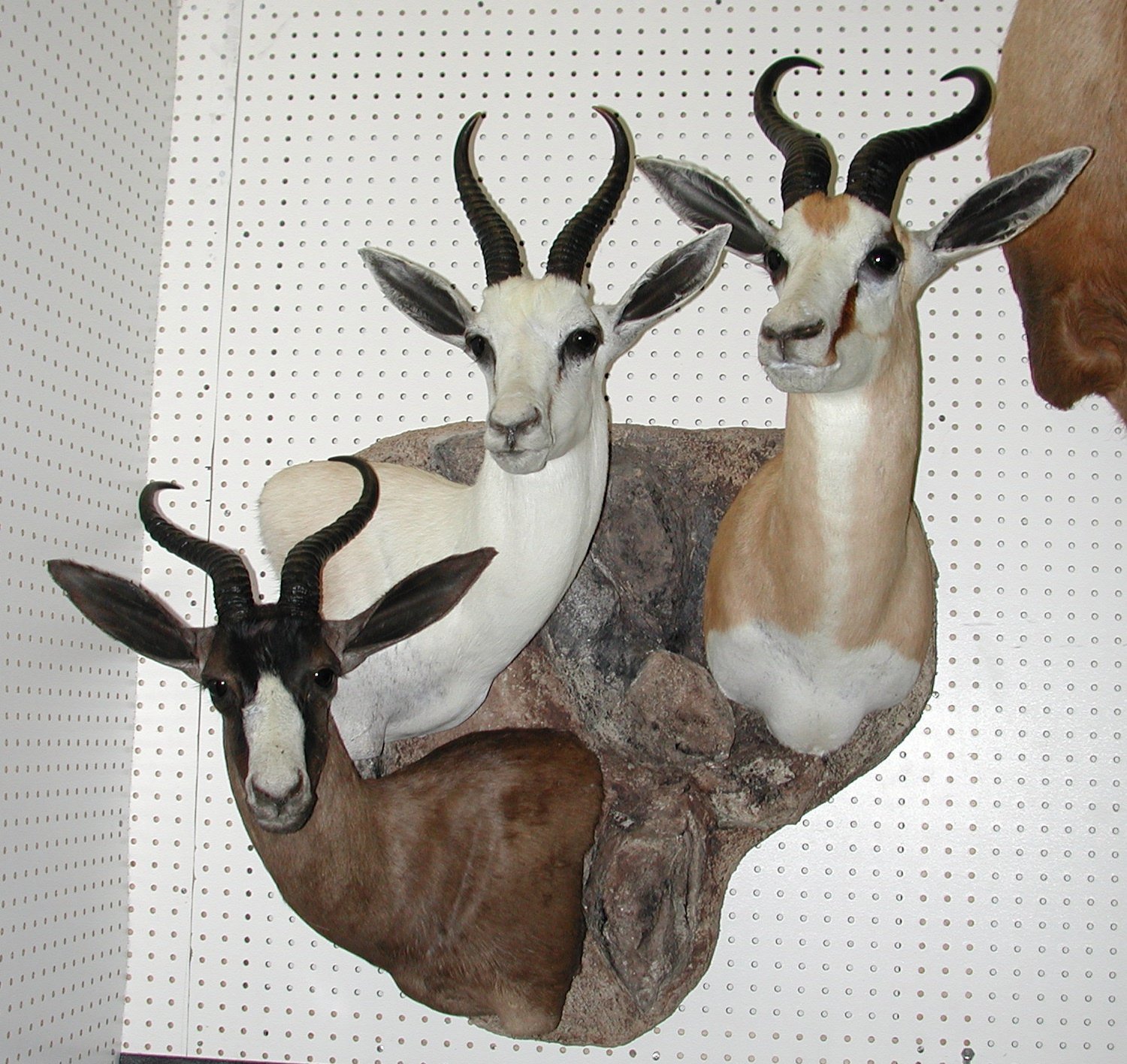 American Wild Life Taxidermy Photo