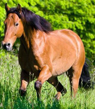 Countryside Equine Veterinary Service Photo