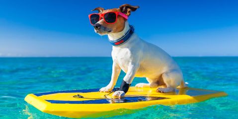 A Veterinarian Offers 3 Tip on Keeping Your Dog Safe This Summer