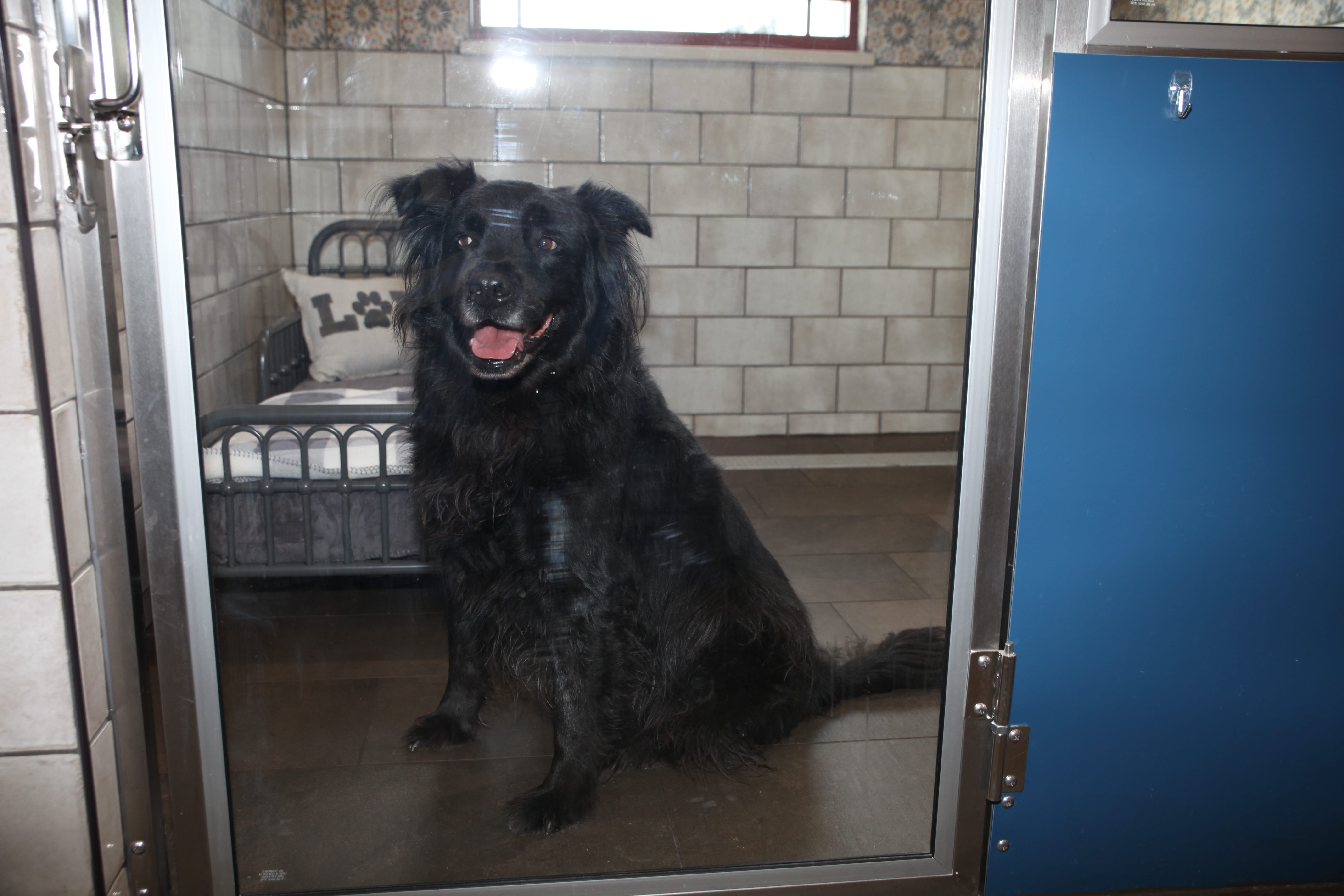 Brook-Falls Luxury Pet Resort & Doggy Day Care Photo