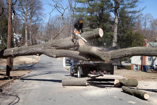 Akins-Alford's Tree Care Photo