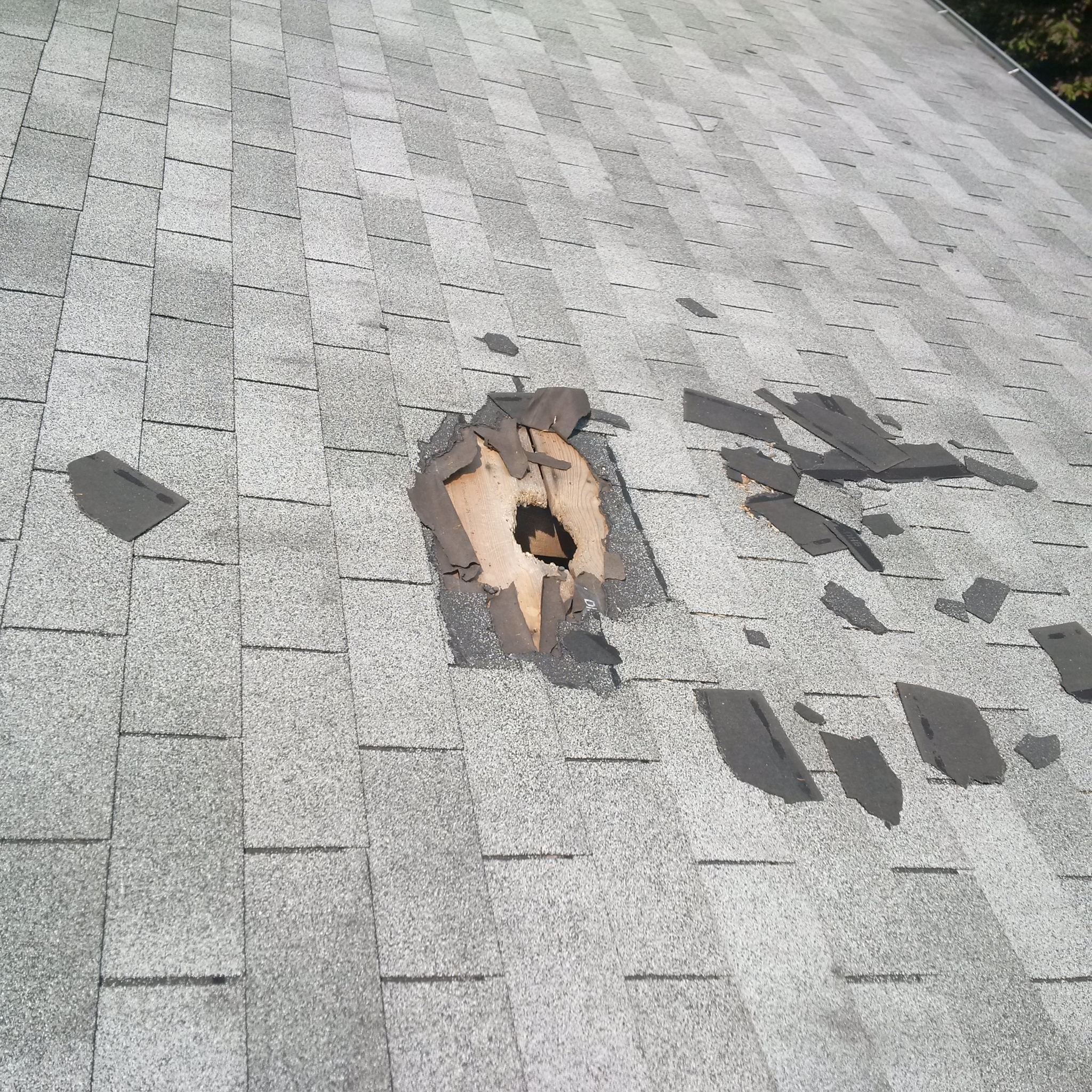 Annex Pest/Wildlife Control And Repair