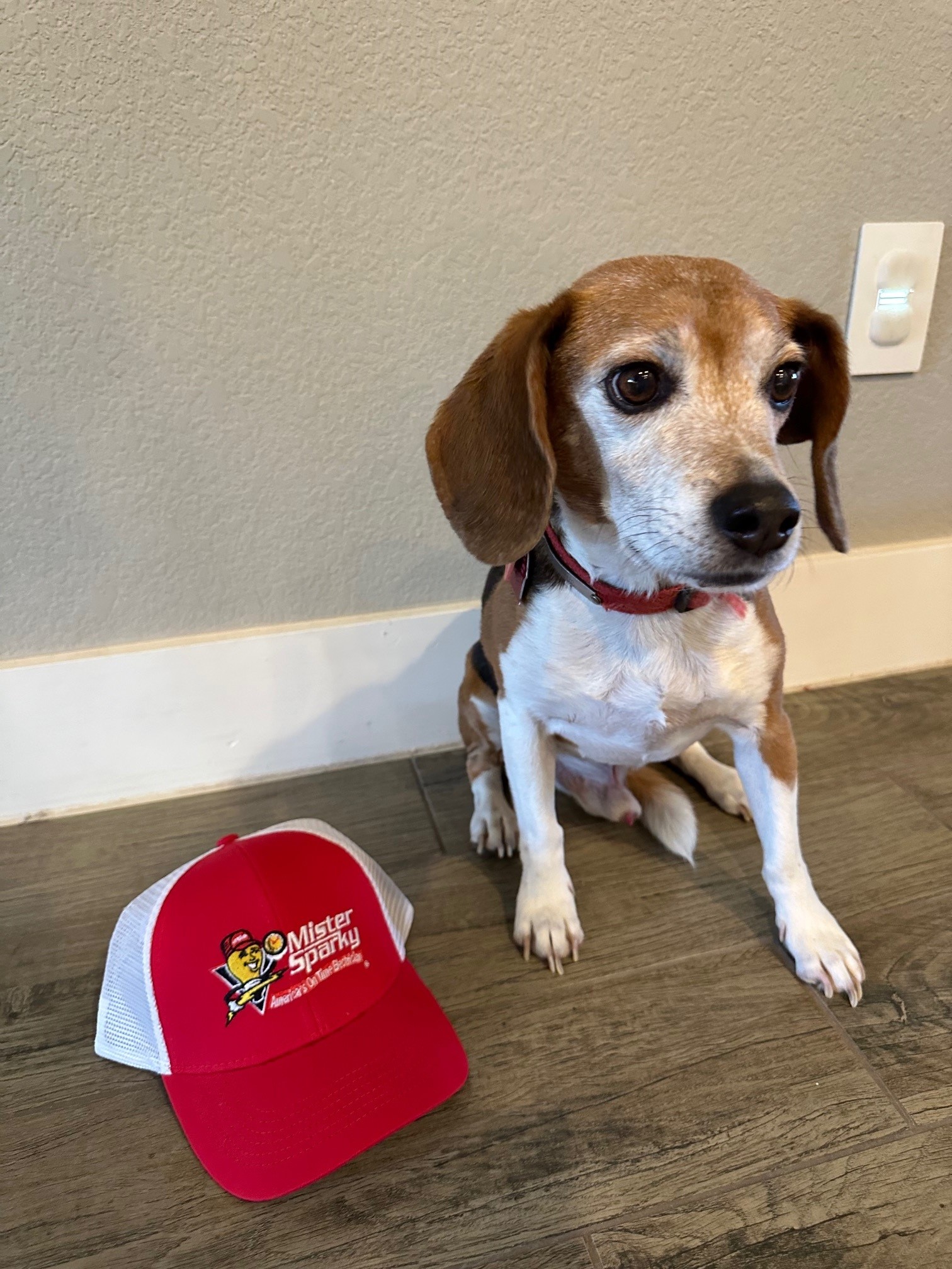 Mister Sparky of Greater Boston North Image