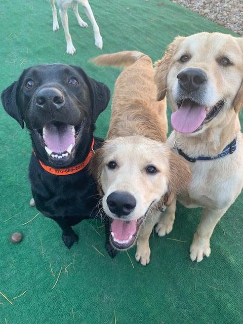 Daisy's Pet Playground Photo