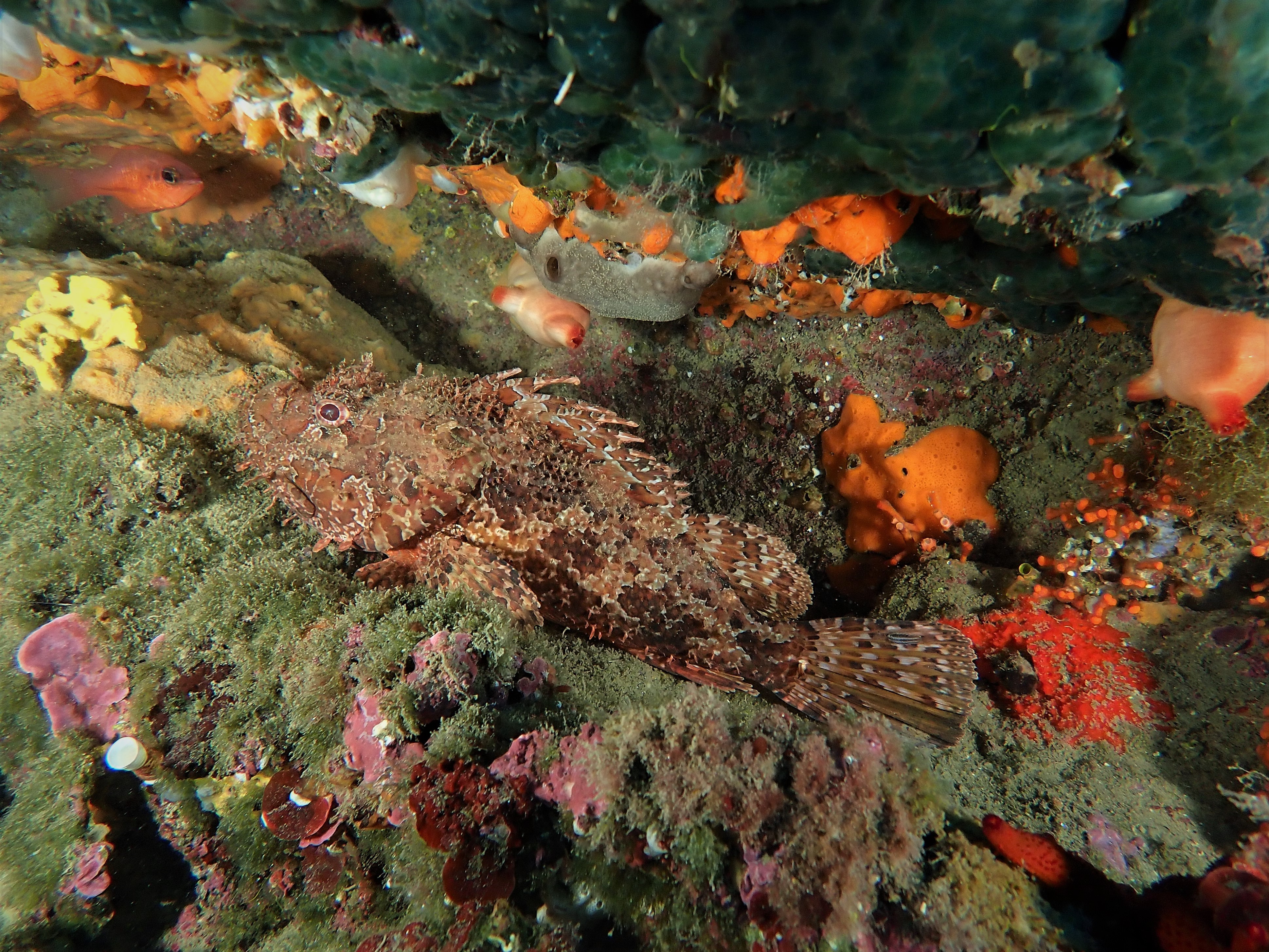 Images Blaumar Dive Center