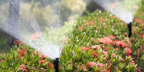 5 Dangers of Overwatering Your Lawn