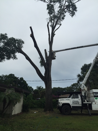 Images Rays Tree Service