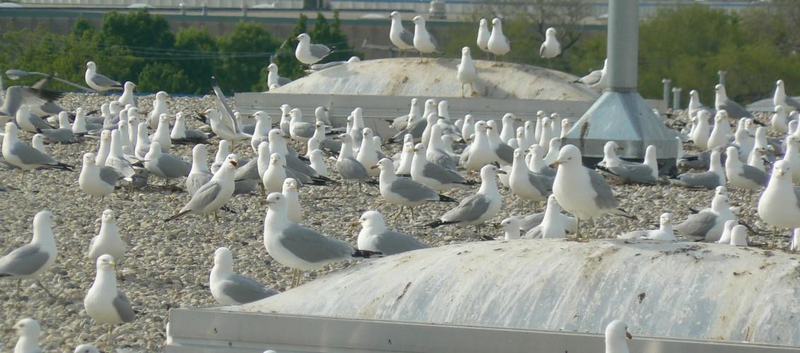 Migratory Bird Management Image