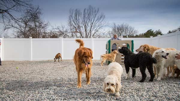 The facilities at Buddy's Doggie Day Care are meant to provide your pet with ample space in a fully-equipped climate controlled play area.