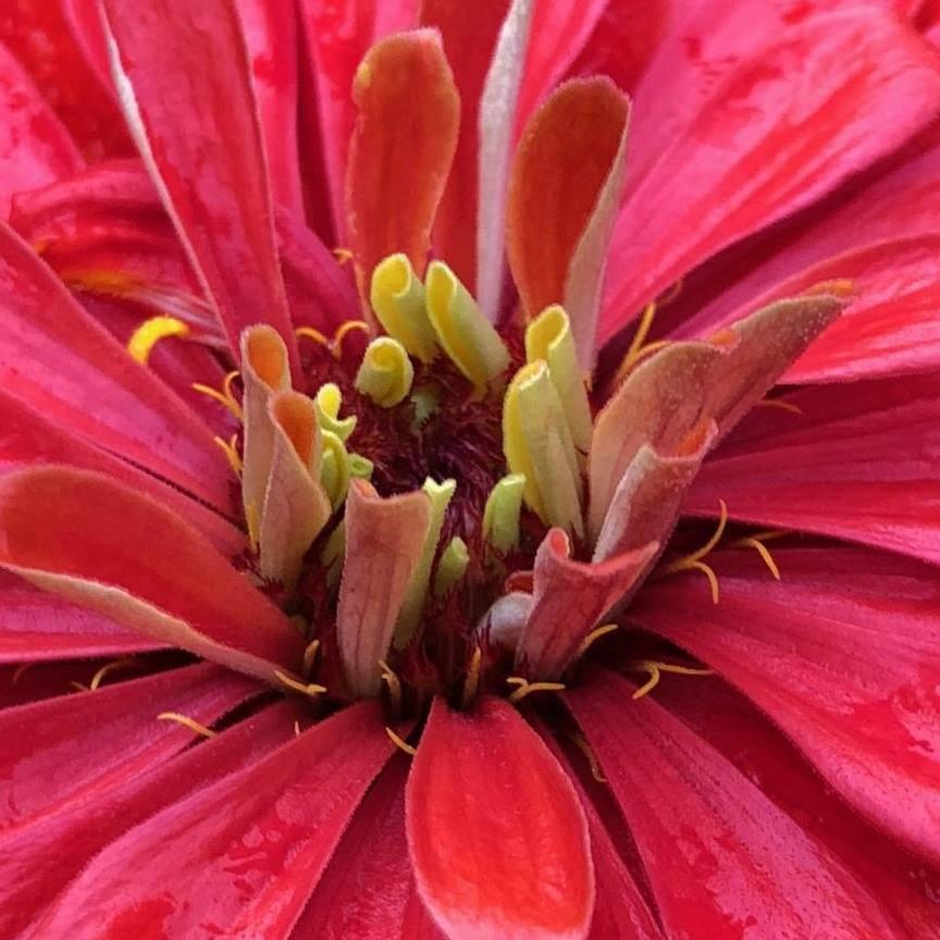 Zinnia Farmer Seed Company LLC Logo