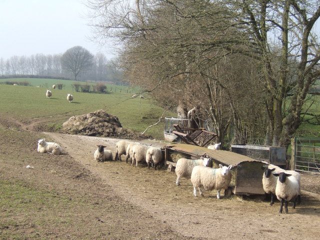 Goat & Sheep Feeder