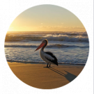 Pelican Insurance Agency, LLC