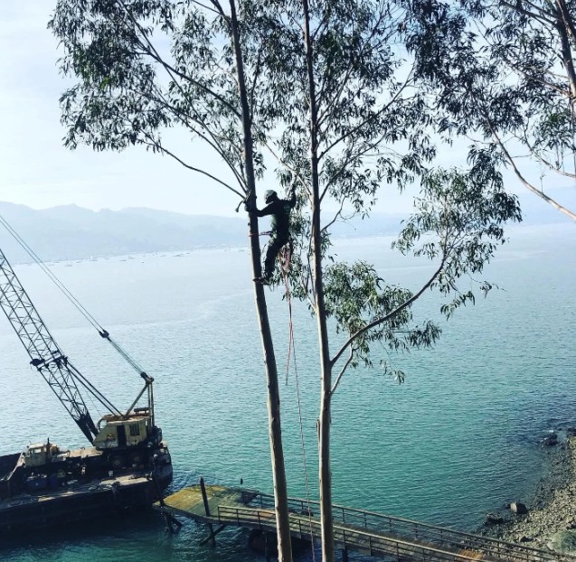 All Stars Tree Service Image