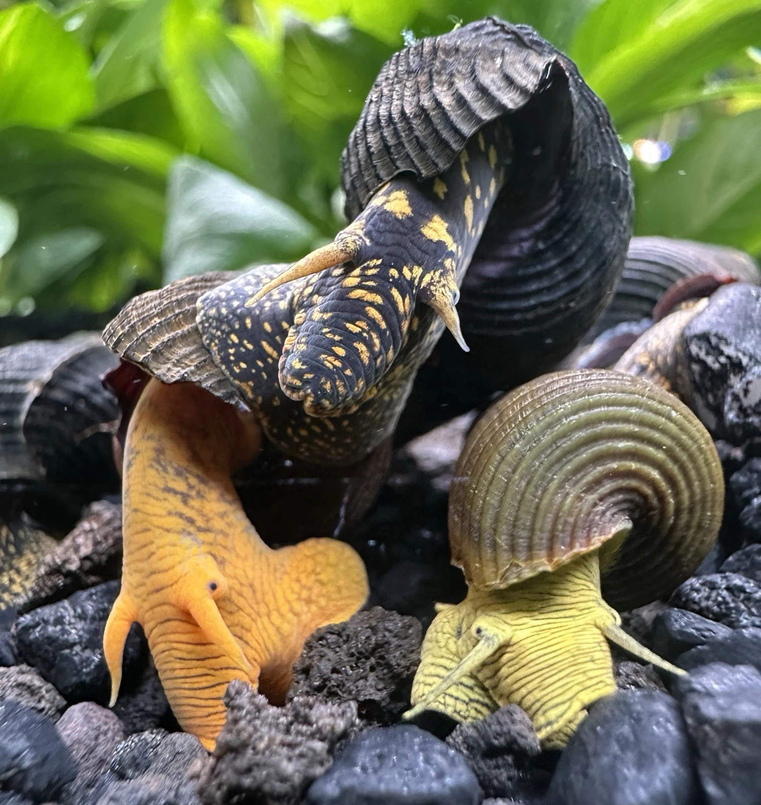 Terrarium Station Image