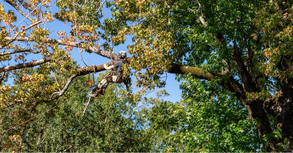 Heritage Tree Services Image