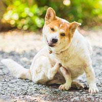 Romaine Creek Veterinary Center Photo