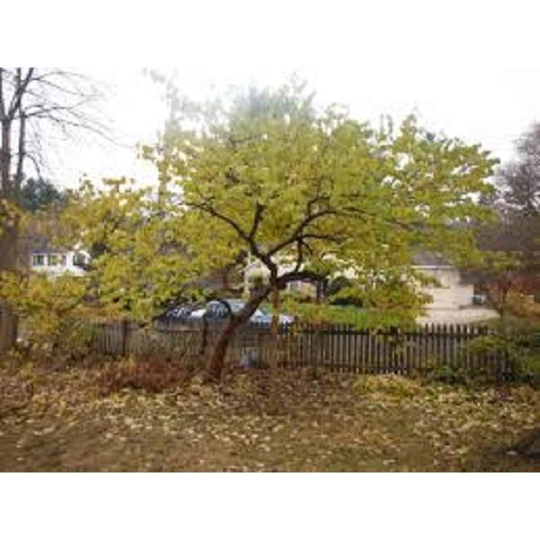 Cat 5 Tree Service Logo