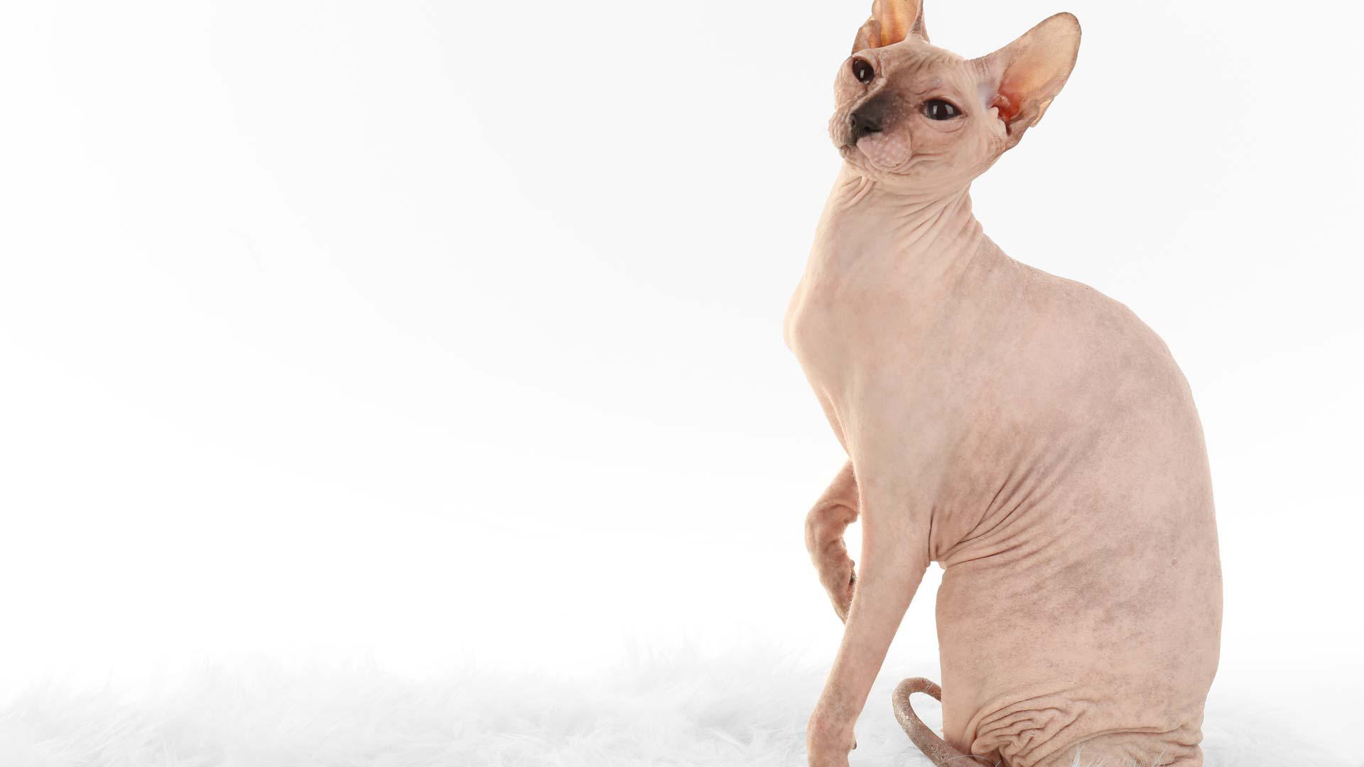 The Sassy Sphynx Photo