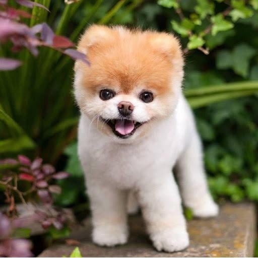 Pomeranian Puppies Miami