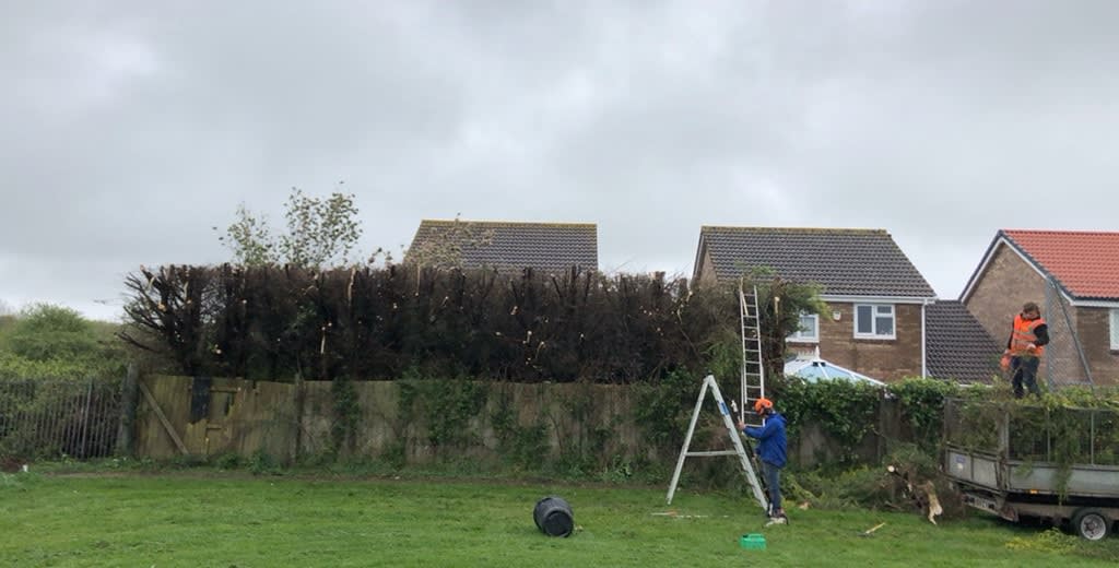 Images County Tree Services