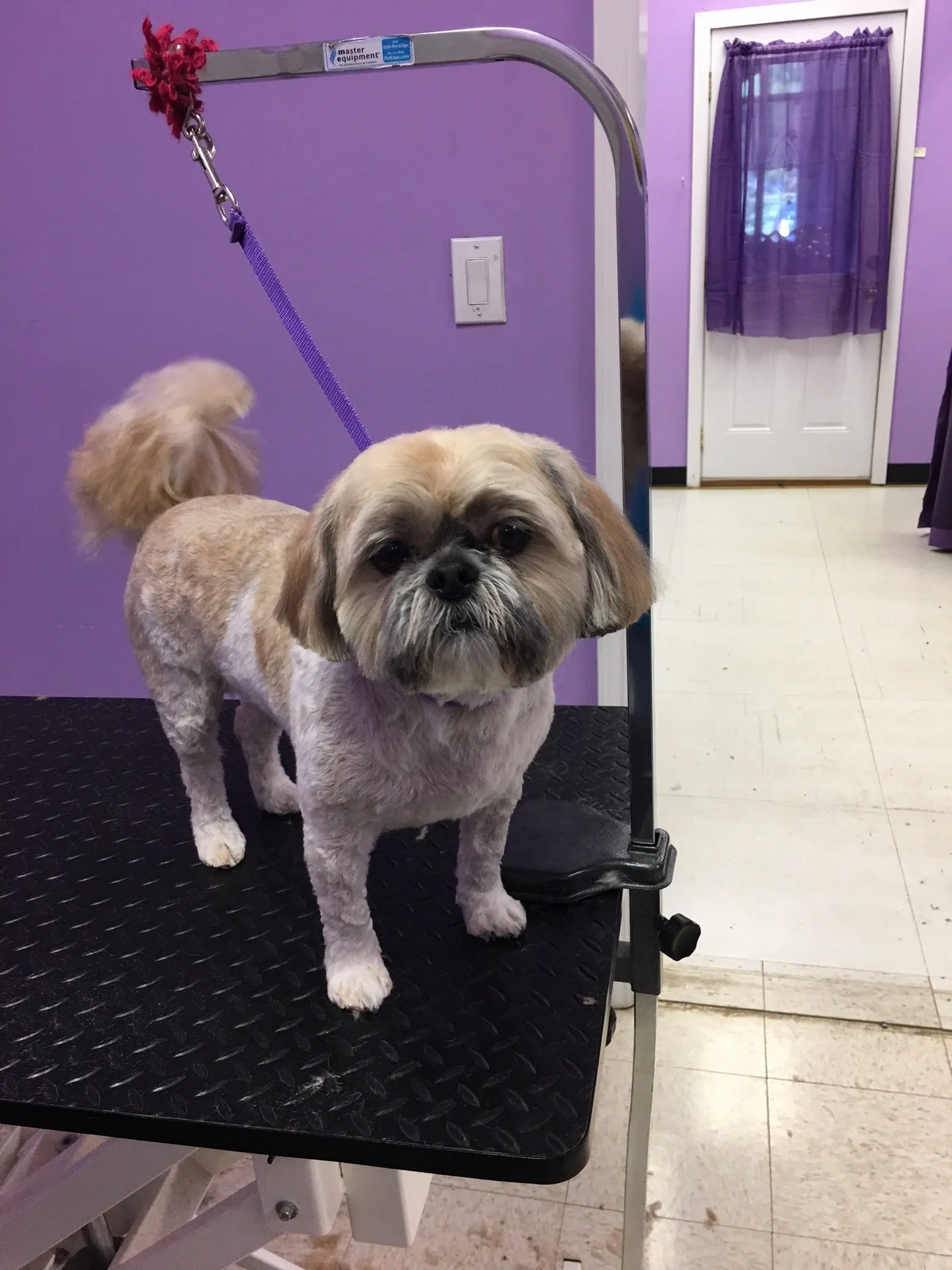 Pet Grooming