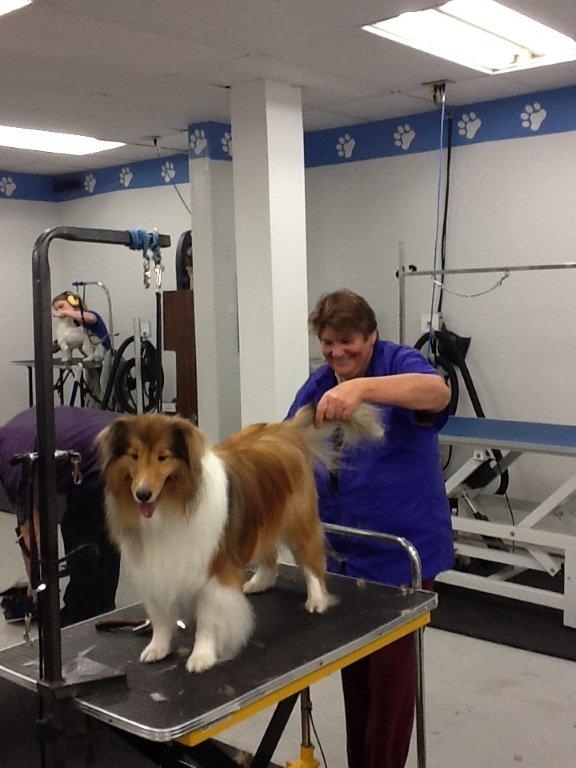 Images Brushcuts Professional Pet Grooming