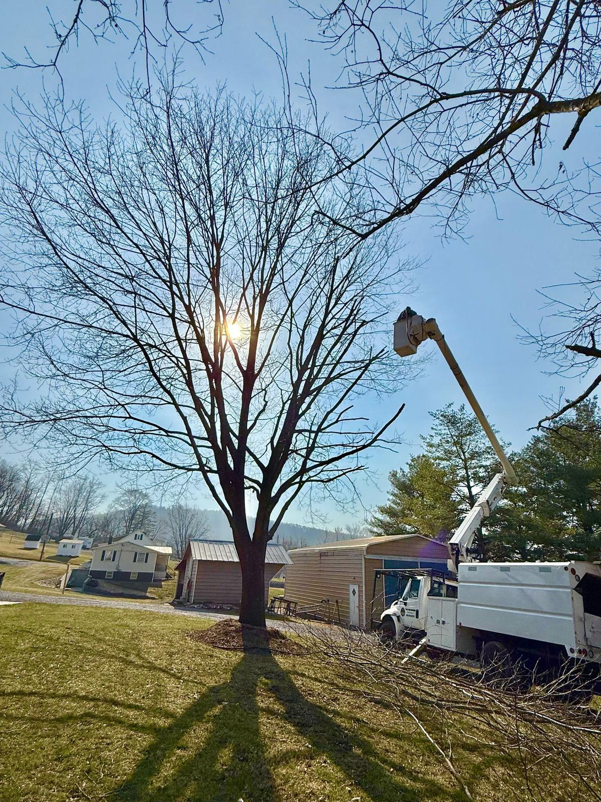 Y & VA TREE SERVICES LLC Image
