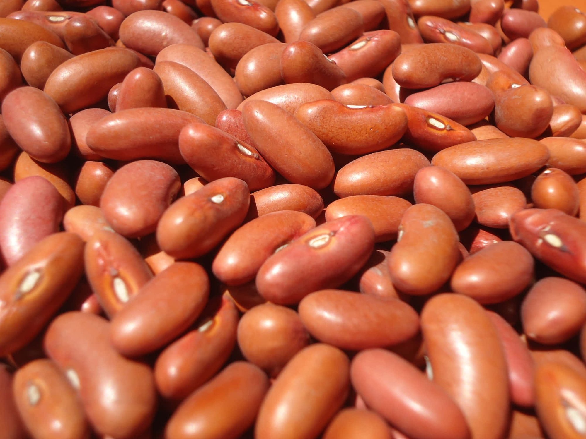 House Beans 16oz