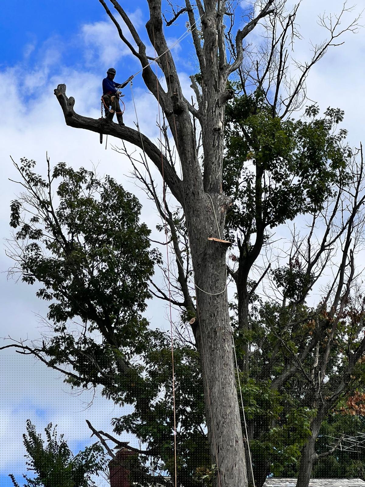 Northeast Tree Experts Image