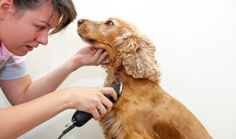 Images Affectionate Pet Grooming